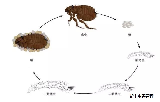 跳蚤为 完全变态昆虫,整个生命周期分 卵, 幼虫, 蛹和 成虫四个阶段